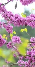 紫荆花图片，豆科紫荆属植物紫荆花唯美图片欣赏