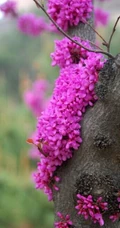 紫荆花图片，豆科紫荆属植物紫荆花唯美图片欣赏