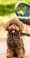 卷毛狗狗&ldquo;贵宾犬&rdquo;和&ldquo;维斯拉犬&rdquo;吐舌头的可爱动物手机壁纸