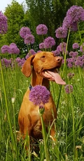 卷毛狗狗&ldquo;贵宾犬&rdquo;和&ldquo;维斯拉犬&rdquo;吐舌头的可爱动物手机壁纸