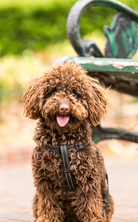 卷毛狗狗&ldquo;贵宾犬&rdquo;和&ldquo;维斯拉犬&rdquo;吐舌头的可爱动物手机壁纸