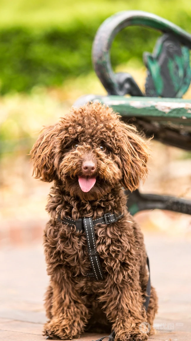 卷毛狗狗&ldquo;贵宾犬&rdquo;和&ldquo;维斯拉犬&rdquo;吐舌头的可爱动物手机壁纸