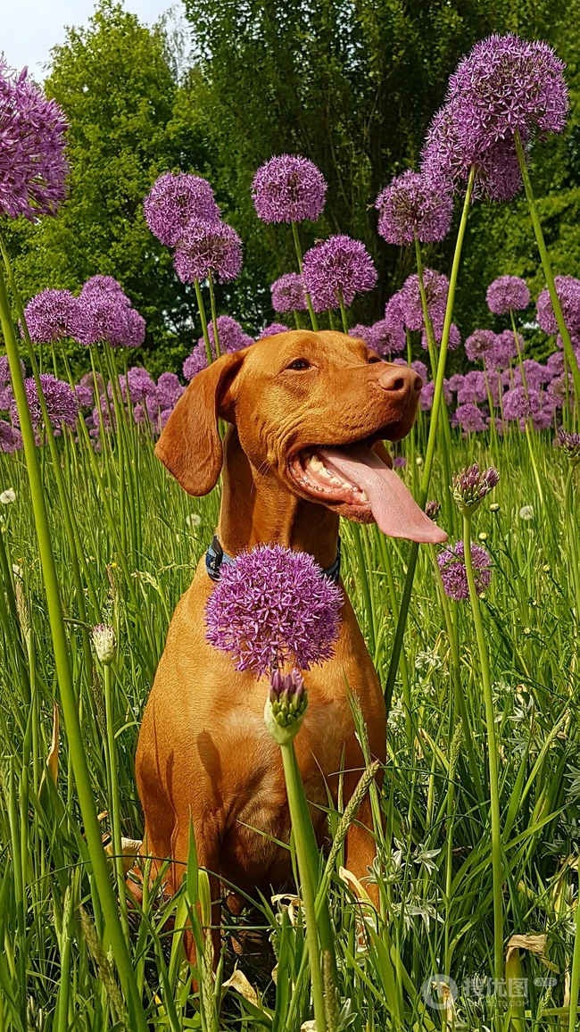卷毛狗狗&ldquo;贵宾犬&rdquo;和&ldquo;维斯拉犬&rdquo;吐舌头的可爱动物手机壁纸