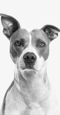 纯白色背景下的&ldquo;斯塔福斗牛梗，八哥犬，斑点狗&rdquo;动物手机壁纸