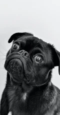 纯白色背景下的&ldquo;斯塔福斗牛梗，八哥犬，斑点狗&rdquo;动物手机壁纸