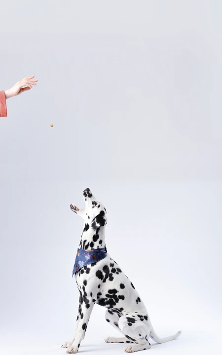 纯白色背景下的&ldquo;斯塔福斗牛梗，八哥犬，斑点狗&rdquo;动物手机壁纸