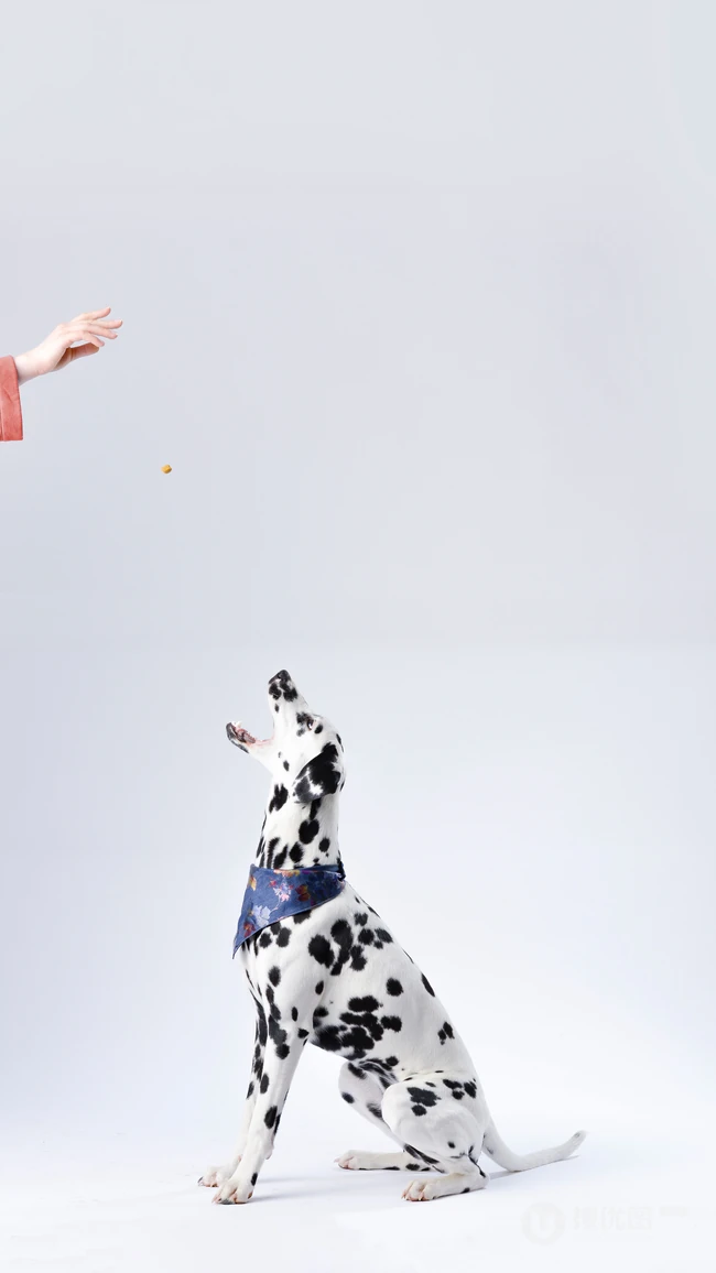 纯白色背景下的&ldquo;斯塔福斗牛梗，八哥犬，斑点狗&rdquo;动物手机壁纸