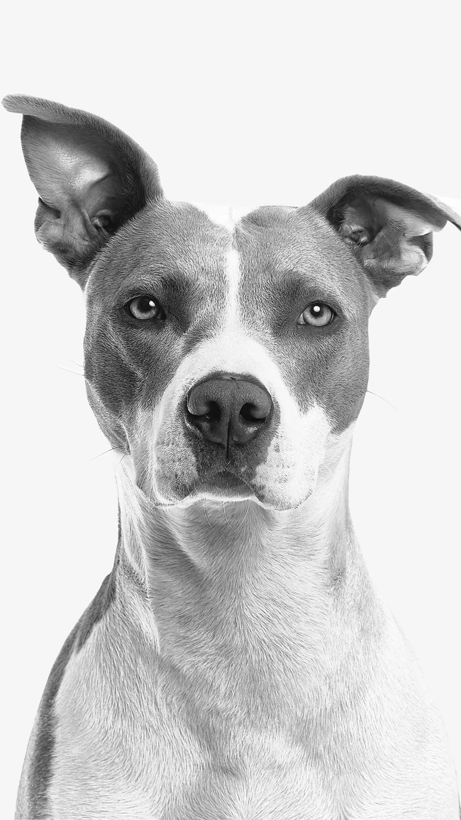纯白色背景下的&ldquo;斯塔福斗牛梗，八哥犬，斑点狗&rdquo;动物手机壁纸