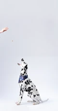 纯白色背景下的&ldquo;斯塔福斗牛梗，八哥犬，斑点狗&rdquo;动物手机壁纸