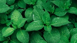 绿色叶子植物护眼电脑壁纸之&ldquo;绵毛水苏&rdquo;和&ldquo;薄荷&rdquo;