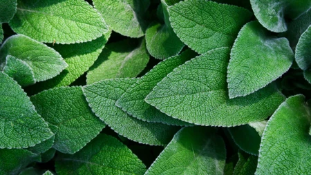绿色叶子植物护眼电脑壁纸之&ldquo;绵毛水苏&rdquo;和&ldquo;薄荷&rdquo;