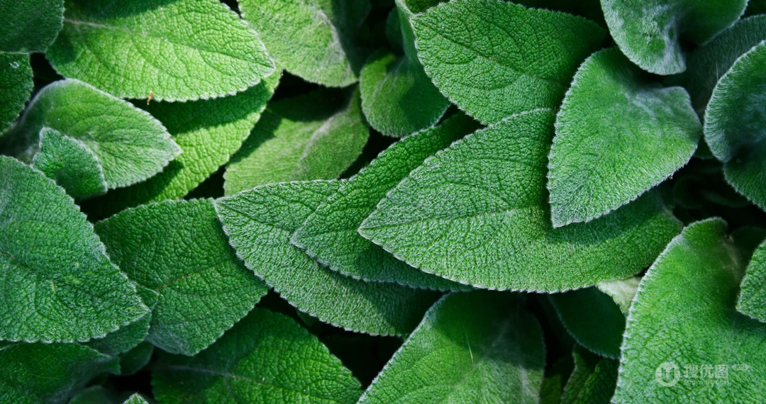绿色叶子植物护眼电脑壁纸之&ldquo;绵毛水苏&rdquo;和&ldquo;薄荷&rdquo;