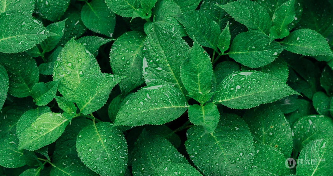 绿色叶子植物护眼电脑壁纸之&ldquo;绵毛水苏&rdquo;和&ldquo;薄荷&rdquo;