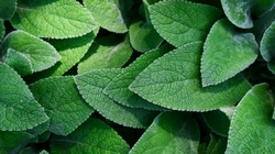 绿色叶子植物护眼电脑壁纸之&ldquo;绵毛水苏&rdquo;和&ldquo;薄荷&rdquo;