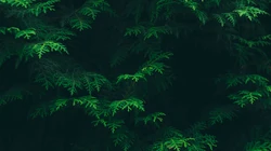 叶子类植物护眼电脑壁纸&ldquo;含羞草，桫椤，松叶&rdquo;等
