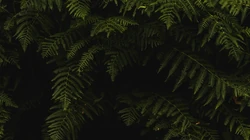 叶子类植物护眼电脑壁纸&ldquo;含羞草，桫椤，松叶&rdquo;等