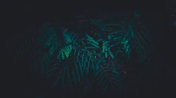 叶子类植物护眼电脑壁纸&ldquo;含羞草，桫椤，松叶&rdquo;等