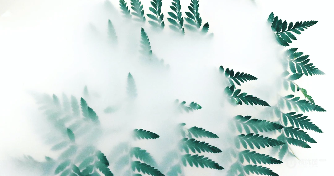 叶子类植物护眼电脑壁纸&ldquo;含羞草，桫椤，松叶&rdquo;等