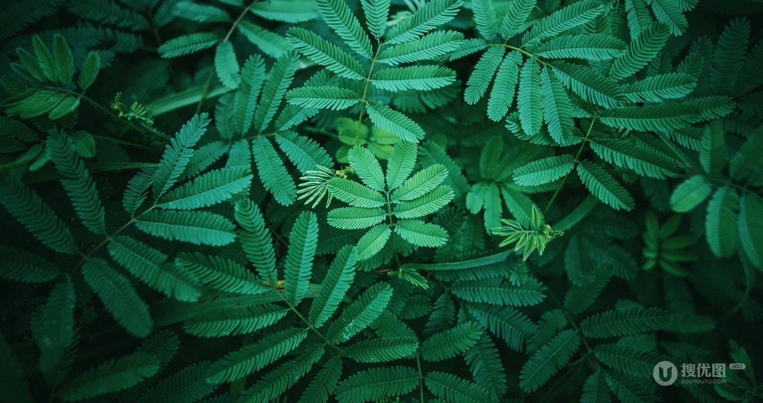 叶子类植物护眼电脑壁纸&ldquo;含羞草，桫椤，松叶&rdquo;等