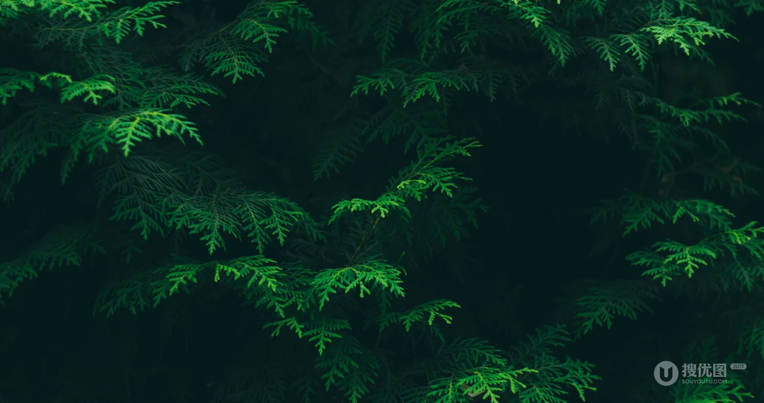 叶子类植物护眼电脑壁纸&ldquo;含羞草，桫椤，松叶&rdquo;等