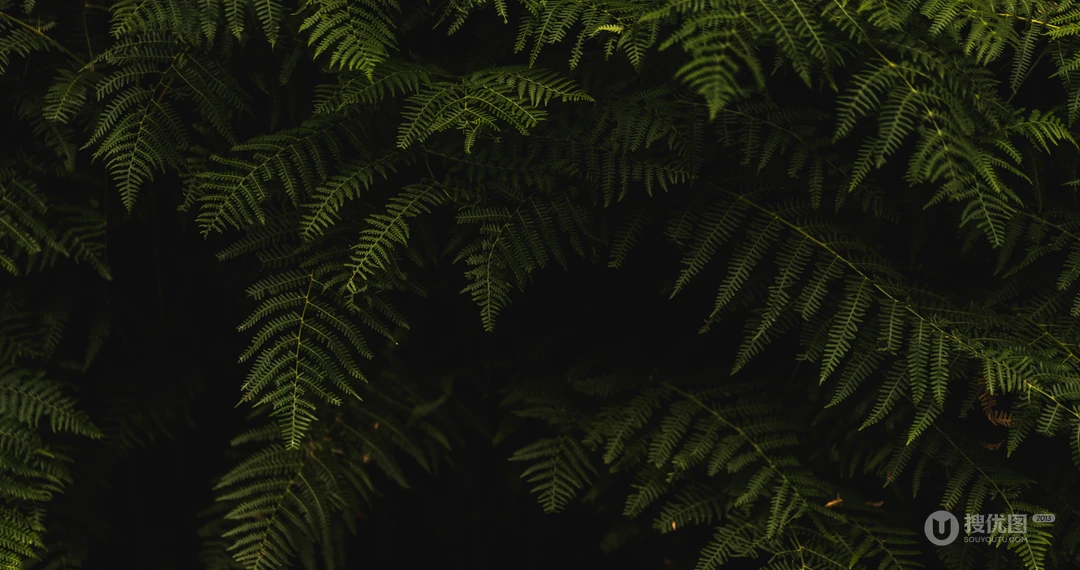 叶子类植物护眼电脑壁纸&ldquo;含羞草，桫椤，松叶&rdquo;等