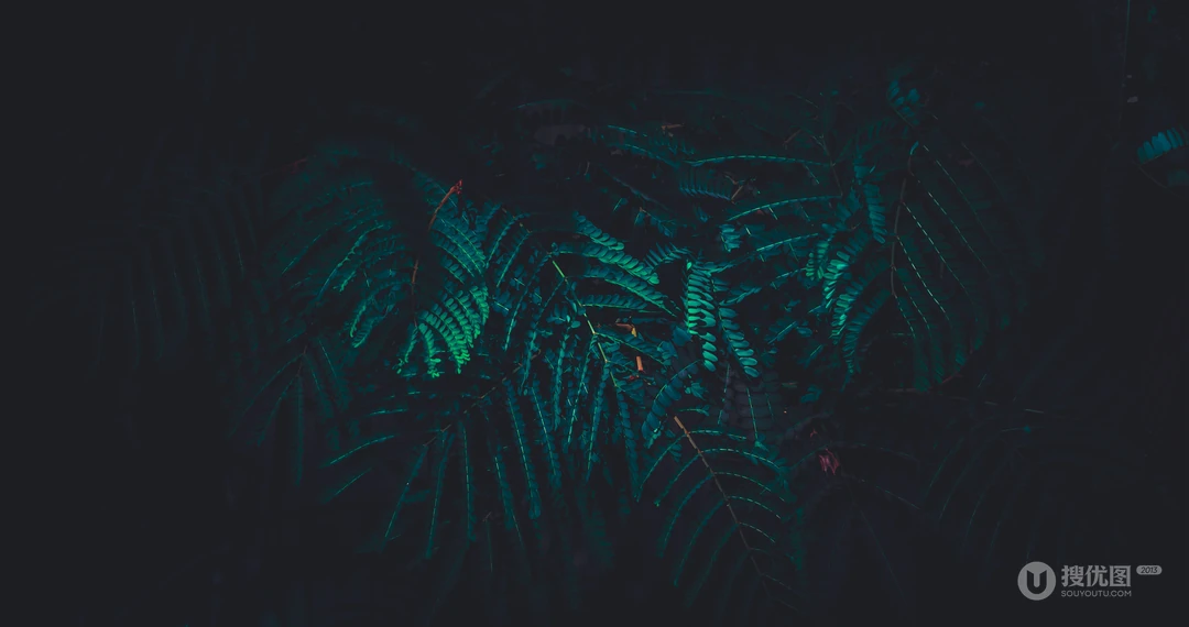 叶子类植物护眼电脑壁纸&ldquo;含羞草，桫椤，松叶&rdquo;等