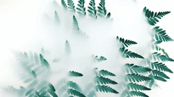 叶子类植物护眼电脑壁纸&ldquo;含羞草，桫椤，松叶&rdquo;等