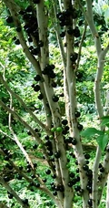嘉宝果（树葡萄）图片，长在树上的可爱美味果实嘉宝果图片大全