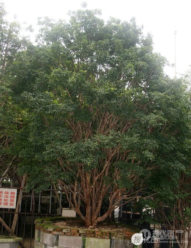 嘉宝果（树葡萄）图片，长在树上的可爱美味果实嘉宝果图片大全