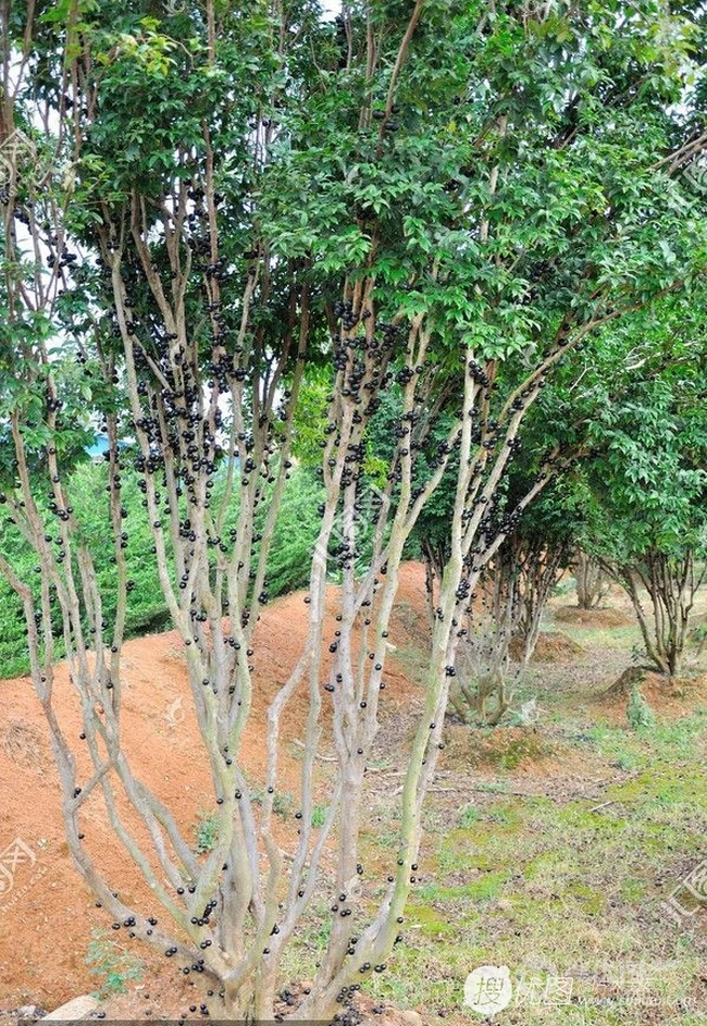 嘉宝果（树葡萄）图片，长在树上的可爱美味果实嘉宝果图片大全