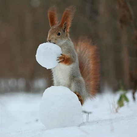 雪地松鼠，尾毛密长而且蓬松的雪地松鼠可爱图片