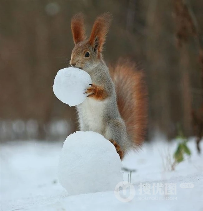 雪地松鼠，尾毛密长而且蓬松的雪地松鼠可爱图片 第1张