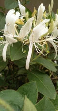 金银花（忍冬）图片，长在山坡野地上的金银花天然好看图片