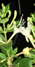 金银花（忍冬）图片，长在山坡野地上的金银花天然好看图片