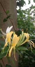 金银花（忍冬）图片，长在山坡野地上的金银花天然好看图片