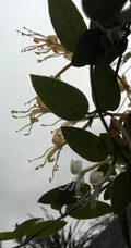 金银花（忍冬）图片，长在山坡野地上的金银花天然好看图片