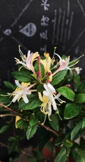 金银花（忍冬）图片，长在山坡野地上的金银花天然好看图片