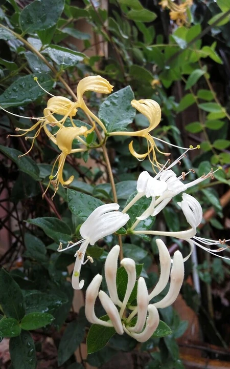 金银花（忍冬）图片，长在山坡野地上的金银花天然好看图片