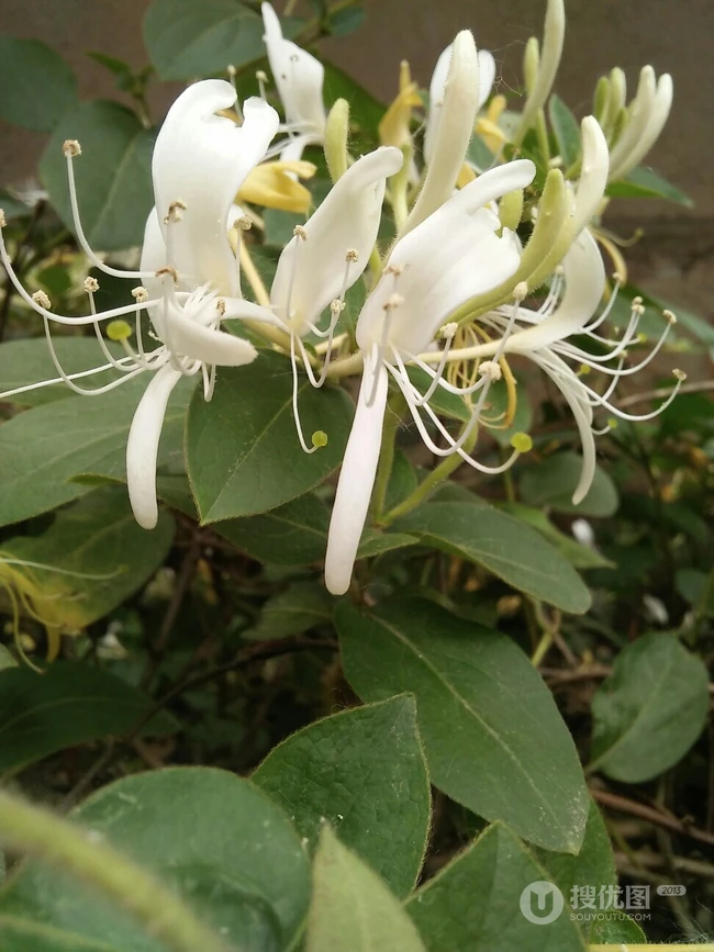 金银花（忍冬）图片，长在山坡野地上的金银花天然好看图片