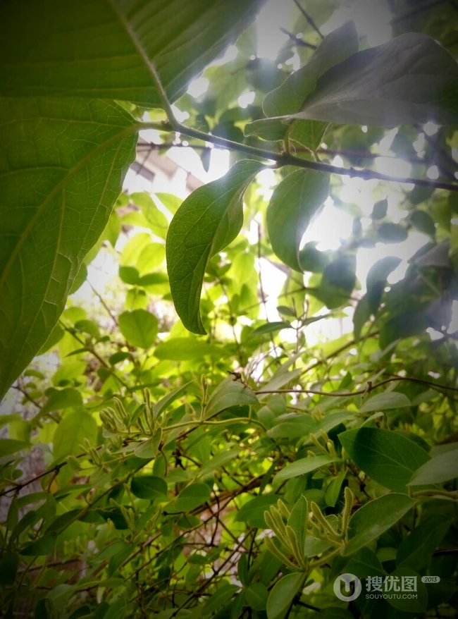 金银花（忍冬）图片，长在山坡野地上的金银花天然好看图片