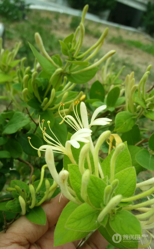 金银花（忍冬）图片，长在山坡野地上的金银花天然好看图片