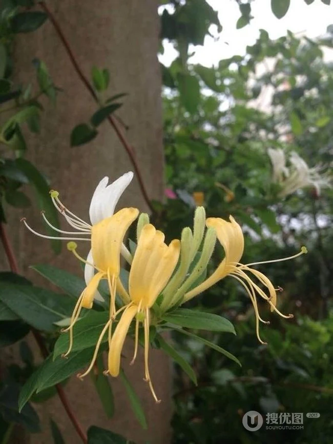 金银花（忍冬）图片，长在山坡野地上的金银花天然好看图片