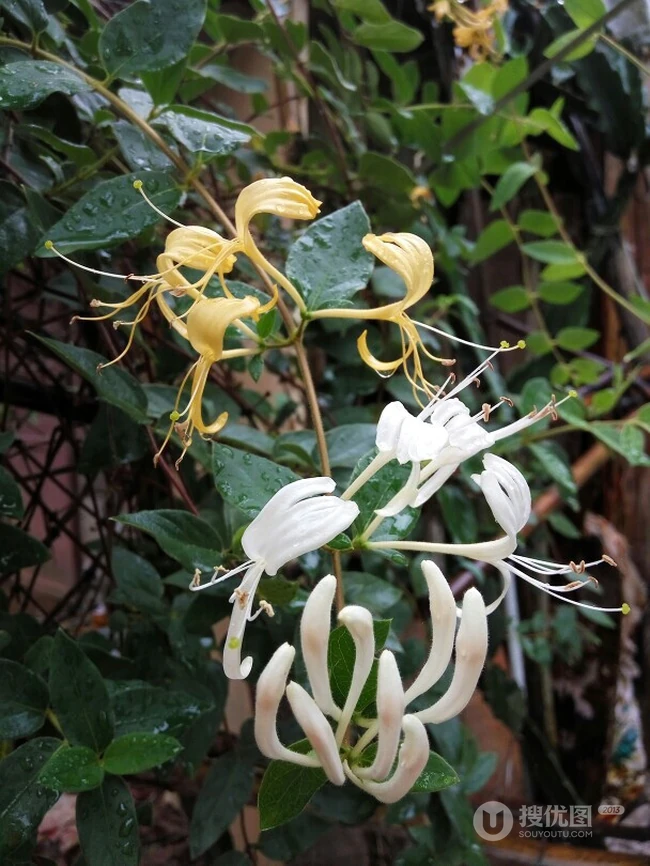 金银花（忍冬）图片，长在山坡野地上的金银花天然好看图片