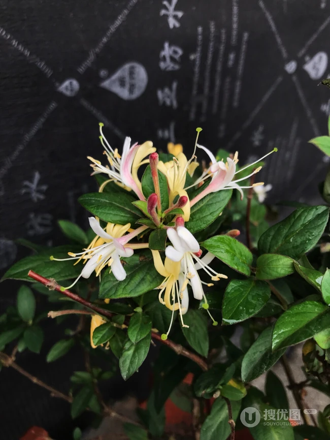 金银花（忍冬）图片，长在山坡野地上的金银花天然好看图片