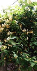 忍冬花（金银花）图片，花期4到6月（秋季亦常开花）的忍冬花美图