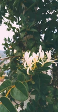 忍冬花（金银花）图片，花期4到6月（秋季亦常开花）的忍冬花美图