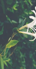 忍冬花（金银花）图片，花期4到6月（秋季亦常开花）的忍冬花美图