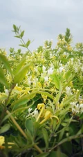 忍冬花（金银花）图片，花期4到6月（秋季亦常开花）的忍冬花美图