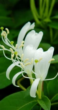 忍冬花（金银花）图片，花期4到6月（秋季亦常开花）的忍冬花美图
