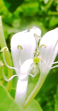 忍冬花（金银花）图片，花期4到6月（秋季亦常开花）的忍冬花美图